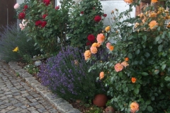 DSCF2913
