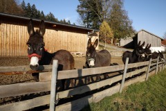 Bild der Frau, 11.11.19Esel Begegnungshof, Gabi StadlerFoto: Marion Vogel